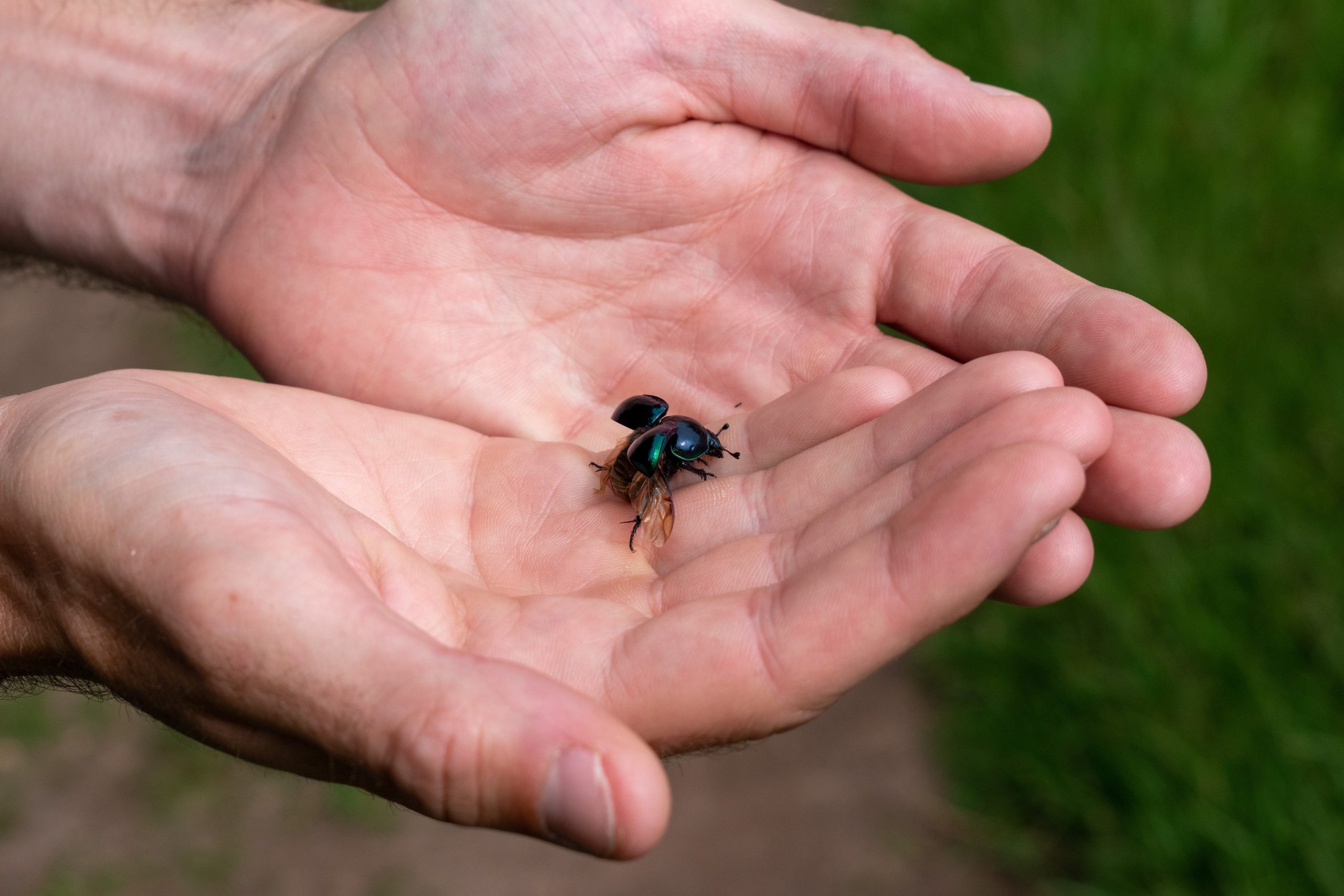 A small bug in a man's hands